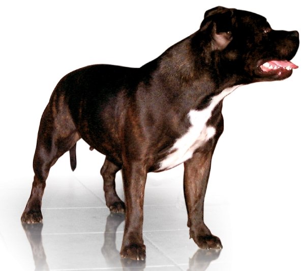 CH ZERACIOUS Highfalutin - 
